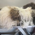 Pompass – Peluquería Canina en Castellón De La Plana