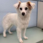 Pompaws Algorta – Peluquería Canina en Algorta