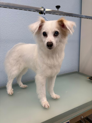 Pompaws Algorta en Biscay