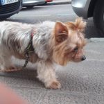 Ponloguapo – Peluquería Canina en Gijón