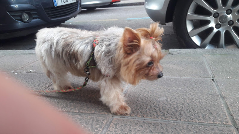 Ponloguapo en Asturias