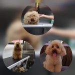 Ponloguaupo – Peluquería Canina en Logroño