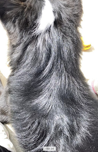 Por Los Pelos-Estética Canina en Zamora