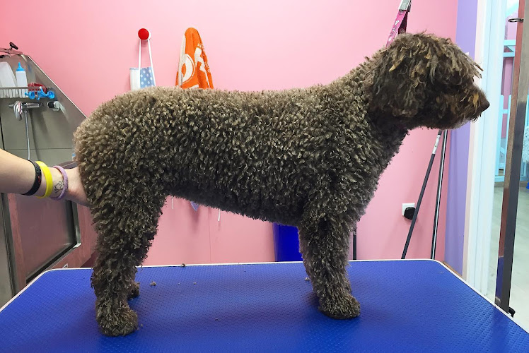 Por Los Pelos Peluqueria Canina Torrevieja en Alicante