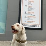 Pozikan – Peluquería Canina en Vitoria-gasteiz