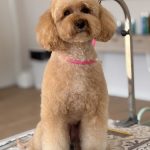 Pretty Nala Perruqueria Canina – Peluquería Canina en Vilablareix