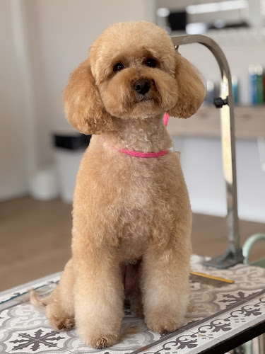 Pretty Nala Perruqueria Canina en Girona