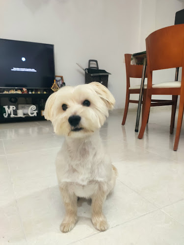 Pumuky Tienda Para Mascotas, Peluqueria Canina Y Spa en Santa Cruz De Tenerife