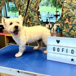 Puppy&Co. – Peluquería Canina en Las Palmas De Gran Canaria