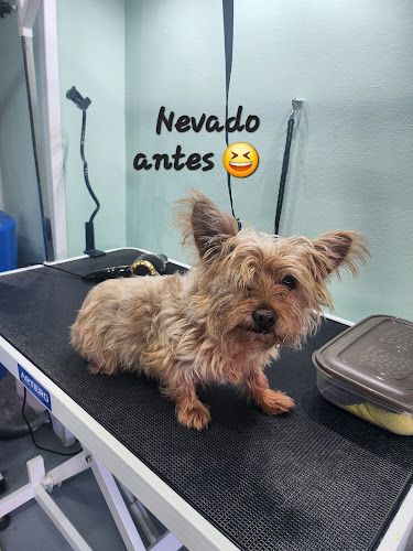 Puroperro.es en Santa Cruz De Tenerife