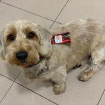 Qué Guapos – Peluquería Canina en Pozuelo De Alarcón