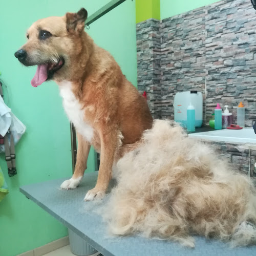 Que Guau! Peluqueria Y Estética Canina Y Felina en Santa Cruz De Tenerife