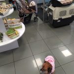 +Que Huellas – Peluquería Canina en Vitoria-gasteiz