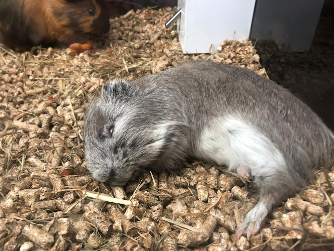 Quinta Das Mascotas en A Coruña