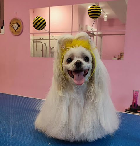 Quissos & Rock Peluquería Canina Y Felina en Barcelona