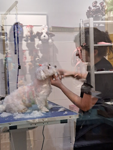Rechulos. Peluquería Canina Y Tienda Especializada en Madrid