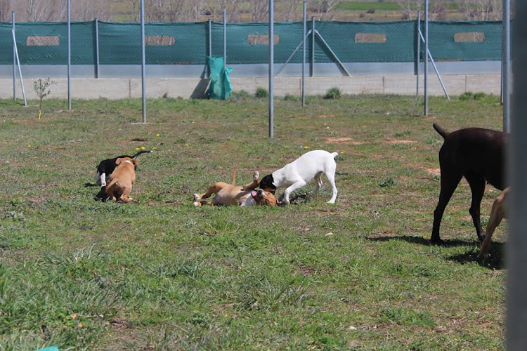 Residencia Canina Soria en Soria