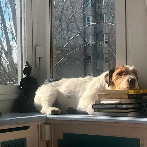 Residencia Canina Top Can en Guadalajara