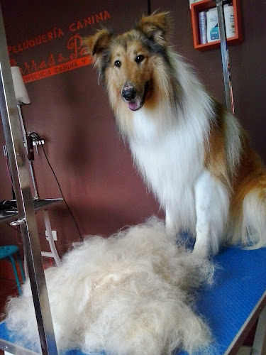 Residencia Canina Y Felina, Peluquería Canina, Garras Y Patas, Tenerife en Santa Cruz De Tenerife