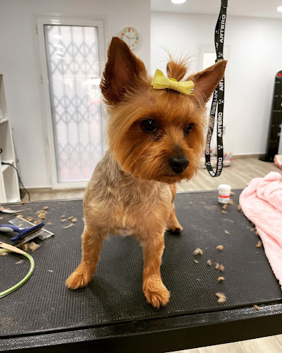 Rockdogs Peluquería Canina en Barcelona