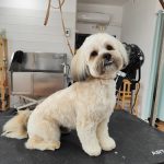 Sa Perrucanina – Peluquería Canina en Inca