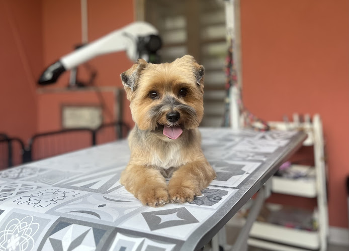 Sacha Peluquería Y Guardería Canina en Asturias