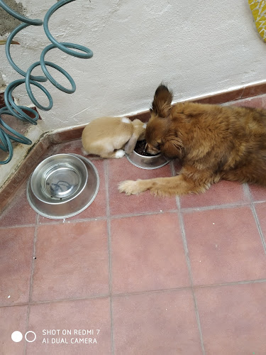 Safari Tienda De Mascotas en Santa Cruz De Tenerife