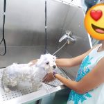 Salón De Belleza Mimos - Peluquería Canina Y Consulta Veterinaria – Peluquería Canina en Castellón De La Plana