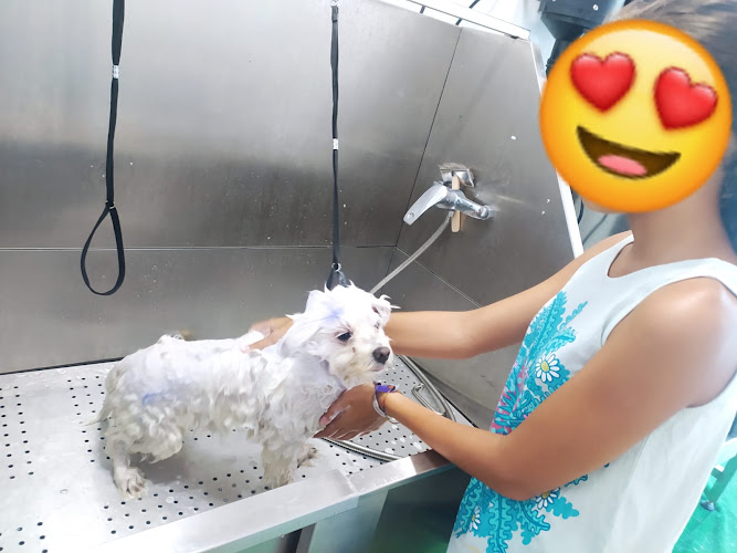 Salón De Belleza Mimos - Peluquería Canina Y Consulta Veterinaria en Castellón
