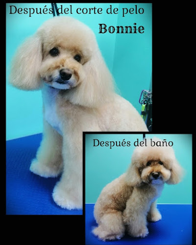 Salón De Peluquería Canina Pontevedra en Pontevedra
