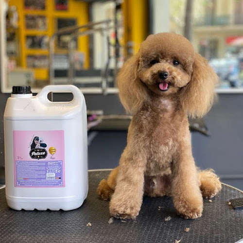 Samoa Estilistes Canins en Barcelona