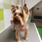 Sanvet Natural Pet Shop | Peluqueria Canina – Peluquería Canina en Las Palmas De Gran Canaria