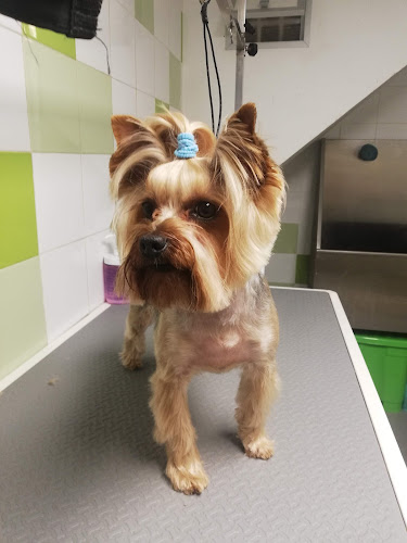 Sanvet Natural Pet Shop | Peluqueria Canina en Las Palmas