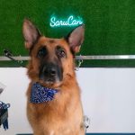 Sarucan – Peluquería Canina en Vitoria-gasteiz