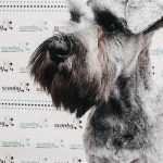 Scooby – Peluquería Canina en Alsasua – Altsasu