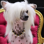 Seda Noble Estilismo Canino – Peluquería Canina en Tomares