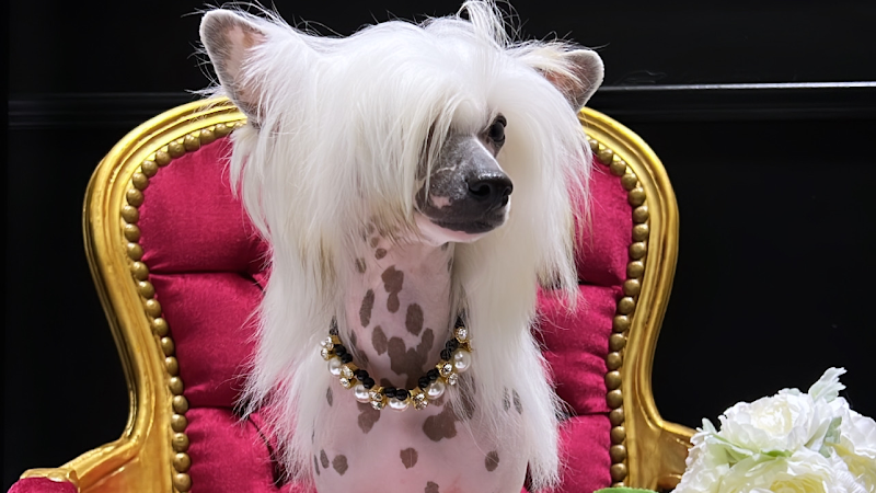 Seda Noble Estilismo Canino en Sevilla