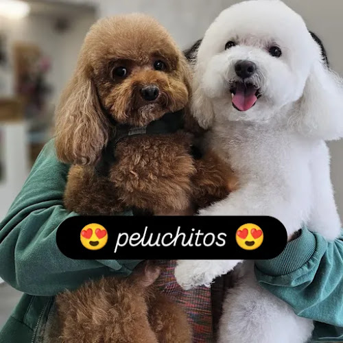 Serendipity Dog's en Alicante