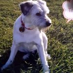 Serv Veterinarios Jacinto Benavente Peluches S. L. – Peluquería Canina en Vitoria-gasteiz