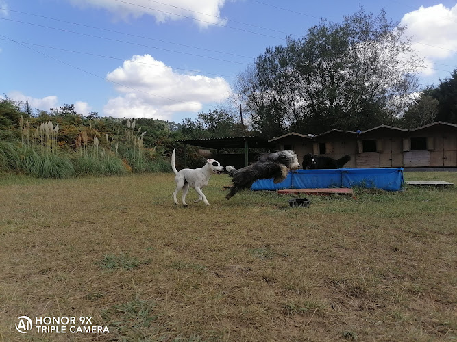 Servicio Canino Bizkaia en Biscay