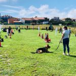 Servicios Caninos – Peluquería Canina en Santander