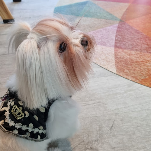 Silka Pets en Madrid
