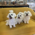 Silvia's Dogs ️ – Peluquería Canina en Sant Antoni De Portmany