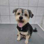 Simba Peluquería Canina. – Peluquería Canina en La Matanza De Acentejo
