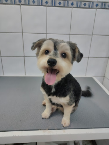 Simba Peluquería Canina. en Santa Cruz De Tenerife