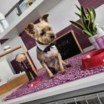 Simba Sur Tienda De Animales-Peluqueria Canina (625041432) – Peluquería Canina en Valle De San Lorenzo