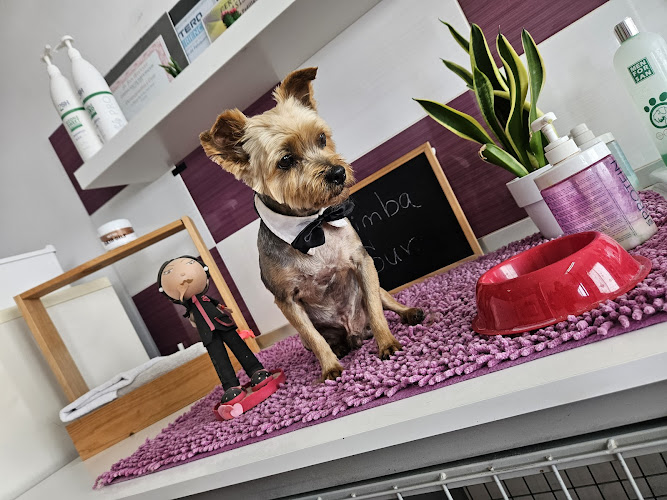 Simba Sur Tienda De Animales-Peluqueria Canina (625041432) en Santa Cruz De Tenerife