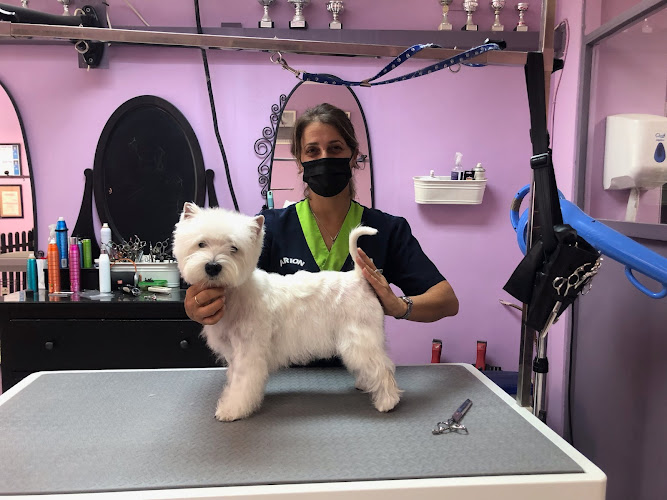 Skylos Dog Barber en Navarra