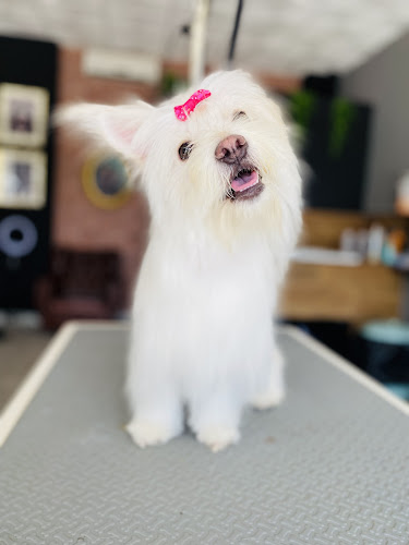 Snoop Dog en Málaga