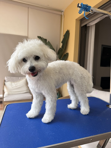 Sofican Peluquería Canina Móvil Mallorca en Balearic Islands